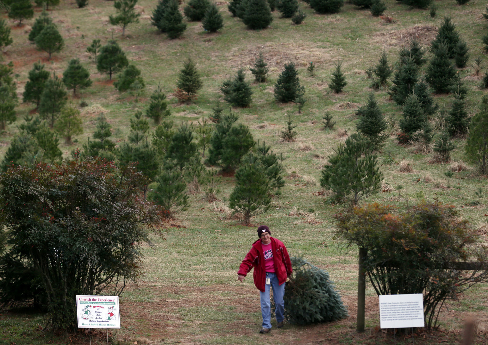 Brenda Bray of Roanoke hauls her tree